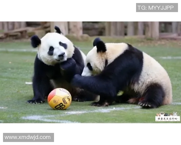 足球明星与可爱熊猫亲密互动的温馨瞬间分享 足球明星与可爱熊猫亲密互动的温馨瞬间分享